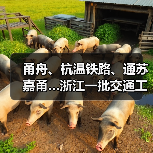 甬舟、杭温铁路、通苏嘉甬…浙江一批交通工程进度条刷新（图1）