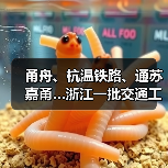 甬舟、杭温铁路、通苏嘉甬…浙江一批交通工程进度条刷新（图2）