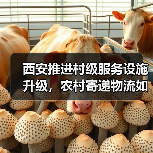 西安推进村级服务设施升级，农村寄递物流如何实现全覆盖？（图1）