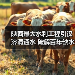 陕西最大水利工程引汉济渭通水 破解百年缺水难题（图1）