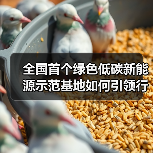 全国首个绿色低碳新能源示范基地如何引领行业转型？（图1）