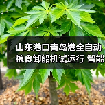 山东港口青岛港全自动粮食卸船机试运行 智能化升级引关注(图1) 山东港口青岛港全自动粮食卸船机试运行 智能化升级引关注(图1)